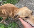 Σε τραγική κατάσταση σκελετωμένος σκύλος με όγκο στο Καβούσι Λασιθίου (βίντεο)