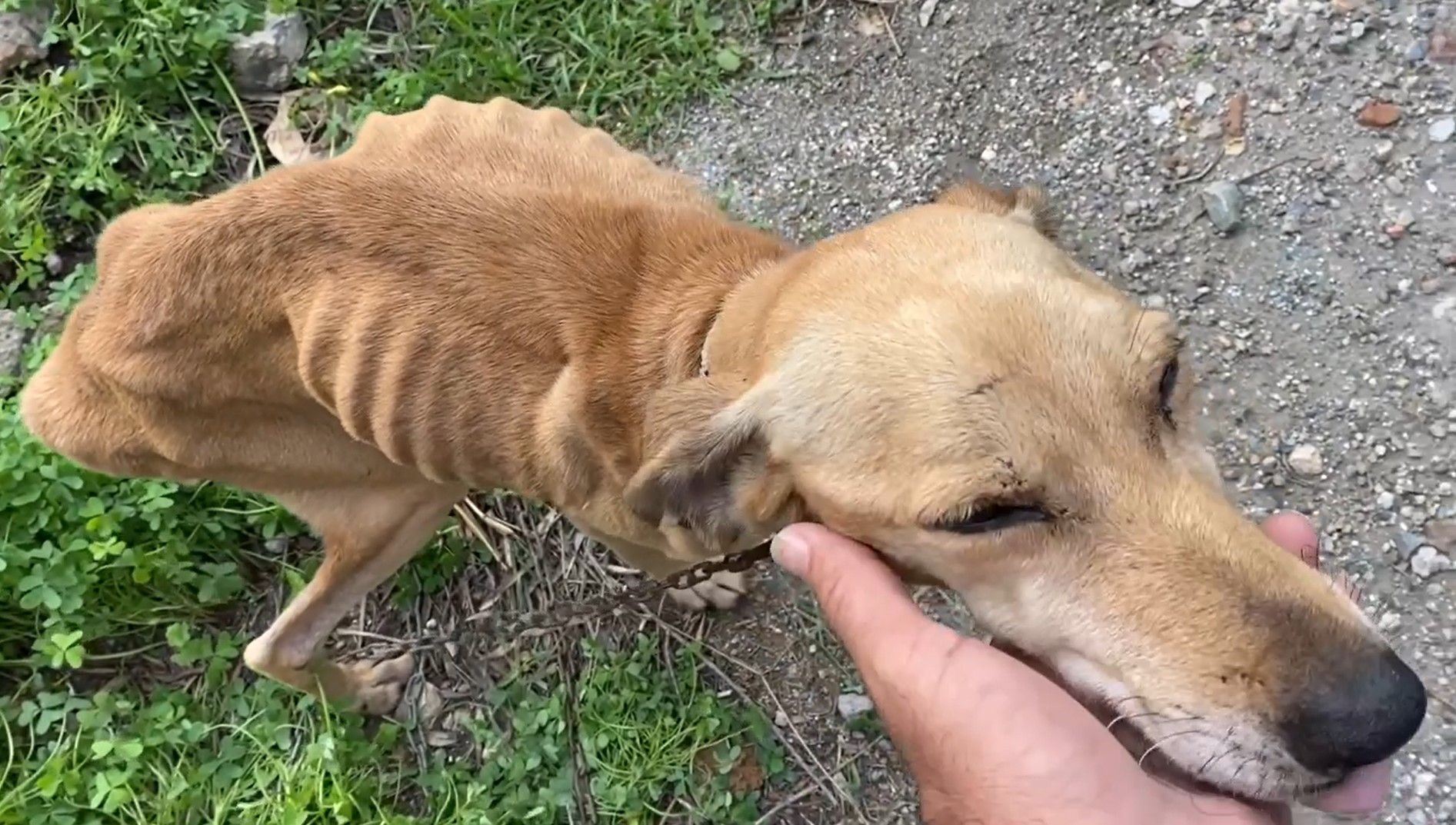 Σε τραγική κατάσταση σκελετωμένος σκύλος με όγκο στο Καβούσι Λασιθίου (βίντεο)
