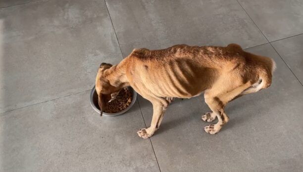 Καβούσι Λασιθίου: Θα ζήσει τις τελευταίες μέρες της χορτάτη η σκελετωμένη και γεμάτη καρκίνο σκυλίτσα (βίντεο)