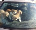 Κορυδαλλός Αττικής: Έκκληση για 6 γάτες που εντοπίστηκαν μέσα σε κλειδωμένο αυτοκίνητο (βίντεο)