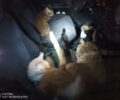 Δεν συντρέχει λόγος ανησυχίας απαντούν από τον Δήμο Κορυδαλλού για τις γάτες μέσα στο αυτοκίνητο (βίντεο)