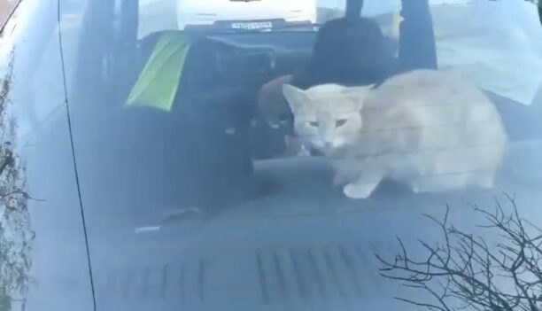 Κορυδαλλός Αττικής: Επτά οι γάτες που ζουν επί μέρες έγκλειστες σε αυτοκίνητο (βίντεο)