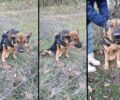 Βρήκαν παράλυτο σκύλο να σέρνεται κοντά στο χωριό Κρανιά Πέλλας (βίντεο)