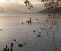 Ελεύθεροι στη λίμνη Καστοριάς οι κύκνοι που ζούσαν αιχμάλωτοι στον Δημοτικό Κήπο Χανίων (βίντεο)