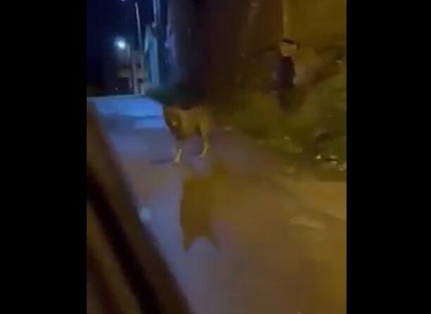Μέγαρα Αττικής: O λύκος θα φύγει αν οι άνθρωποι τον αφήσουν ήσυχο – Απλά προστατέψτε τα ζώα σας (βίντεο)