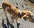 Νέα Μάκρη Αττικής: Αρνήθηκε η Αστυνομία να εμπλακεί σε υπόθεση κακοποίησης σκύλου (βίντεο)