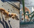 Φροντίζουν τον σκύλο που βρήκαν σκελετωμένο σε αυλή σπιτιού στο Μάτι Αττικής (βίντεο)