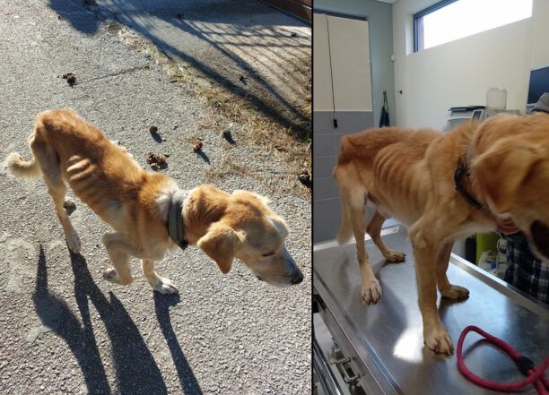 Έκκληση για τα έξοδα περίθαλψης σκελετωμένου σκύλου που κακοποιούσαν οι ιδιοκτήτες του στο Μάτι Αττικής (βίντεο)