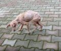Βρήκαν και μετέφεραν για περίθαλψη τον άρρωστο σκύλο που περιφερόταν στη Μελίκη Ημαθίας (βίντεο)