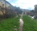 Έκκληση για φιλοξενίες σκυλιών από τις πλημμυρισμένες περιοχές του Μεσολογγίου (βίντεο)