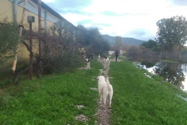 Έκκληση για φιλοξενίες σκυλιών από τις πλημμυρισμένες περιοχές του Μεσολογγίου (βίντεο)