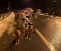 Εξαθλιωμένα αδέσποτα σκυλιά στο παγωμένο από τα χιόνια Μέτσοβο Ιωαννίνων - Ποιος θα νοιαστεί;