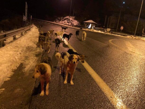 Εξαθλιωμένα αδέσποτα σκυλιά στο παγωμένο από τα χιόνια Μέτσοβο Ιωαννίνων - Ποιος θα νοιαστεί;
