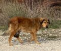 Έκκληση για έξοδα περίθαλψης αδέσποτου σκύλου με όγκο που βρέθηκε κοντά στον Μίσχο Ροδόπης