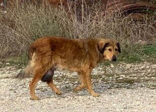Έκκληση για έξοδα περίθαλψης αδέσποτου σκύλου με όγκο που βρέθηκε κοντά στον Μίσχο Ροδόπης
