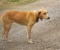 Νέα Καρβάλη Καβάλας: Έκκληση για να πιαστεί σκύλος με κομμένο λαιμό (βίντεο)