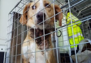 Νέα Καρβάλη Καβάλας: Έπιασαν τον σκύλο που περιφερόταν με κομμένο λαιμό από θηλιά (βίντεο)