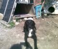 Κρήτη: Καταδικάστηκε με μικρή ποινή στο Εφετείο κυνηγός που βασάνισε και σκότωσε με καραμπίνα σκύλο στη Γρα Λυγιά Λασιθίου το 2014