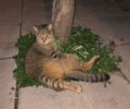 Παπάγου Αττικής: Έκκληση για τη μεταφορά αδέσποτης γάτας σε κτηνιατρείο