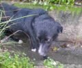 Πάτρα Αχαΐας: Έσωσαν τον τυφλό σκύλο που βρήκαν χτυπημένο μέσα σε αυλάκι