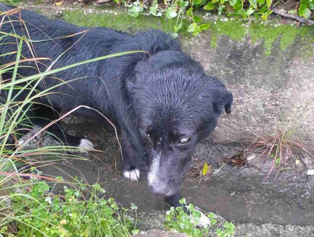 Πάτρα Αχαΐας: Έσωσαν τον τυφλό σκύλο που βρήκαν χτυπημένο μέσα σε αυλάκι