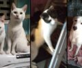 Πειραιάς: Έκκληση υιοθεσίας γατιών, πουλιών, σκύλου μετά τη σοβαρή ασθένεια της γυναίκας στην οποία ανήκαν (βίντεο)