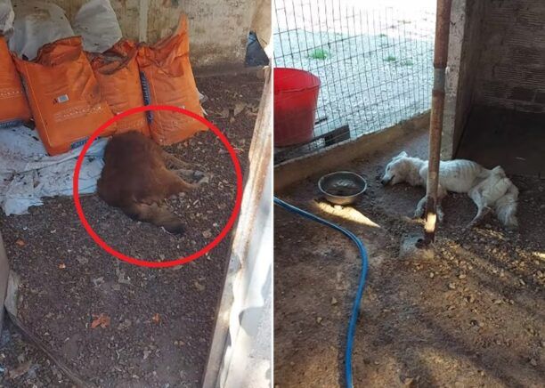 Από γεράματα και παθολογικά αίτια πέθαναν σκυλιά στο παράνομο κυνοκομείο δηλώνει ο δήμαρχος Πρέβεζας