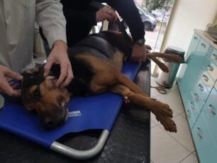 Πύργος Ηλείας: Έκκληση για τα έξοδα περίθαλψης σκύλου που βρέθηκε πυροβολημένος από κυνηγό (βίντεο)