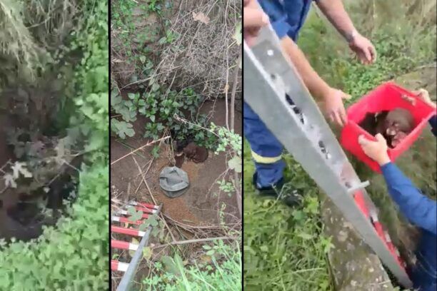 Ζουνάκι Χανίων: Βρήκαν έξι κουτάβια ζωντανά πεταμένα σε πηγάδι (βίντεο)