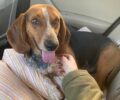 Έσωσαν το εγκαταλελειμμένο κυνηγόσκυλο που βρέθηκε στο Σέλι Ημαθίας (βίντεο)