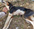 Τρίπολη: Πέθανε σκύλος που βρέθηκε παράλυτος, πυροβολημένος, με όγκους & τυφλός από το ένα μάτι (βίντεο)