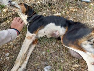 Τρίπολη: Πέθανε σκύλος που βρέθηκε παράλυτος, πυροβολημένος, με όγκους & τυφλός από το ένα μάτι (βίντεο)