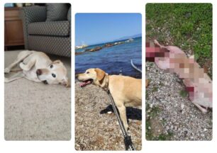 Πικέρμι Αττικής: Βρήκαν τον σκύλο που φρόντιζαν ξεκοιλιασμένο – Άνθρωπος τον σκότωσε σύμφωνα με την Αστυνομία