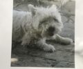 Χάθηκε μικρόσωμος λευκός θηλυκός σκύλος ράτσας Γουέστι στο Κολωνάκι της Αθήνας