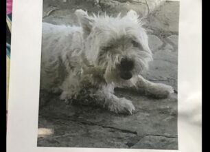 Χάθηκε μικρόσωμος λευκός θηλυκός σκύλος ράτσας Γουέστι στο Κολωνάκι της Αθήνας