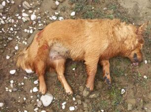 Βλαχέρνα Άρτας: Βρήκε τον σκύλο νεκρό, πυροβολημένο από κυνηγό