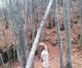 Ζαγορά Μαγνησίας: Βρήκε σκύλο ζωντανό κρεμασμένο σε δέντρο με φαγωμένα τα πόδια!