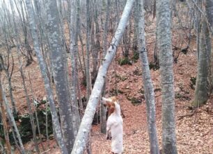 Ζαγορά Μαγνησίας: Βρήκε σκύλο ζωντανό κρεμασμένο σε δέντρο με φαγωμένα τα πόδια!
