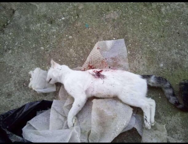 Αγία Τριάδα Αιτωλοακαρνανίας: Βρήκαν τη γάτα που φρόντιζαν νεκρή, πυροβολημένη