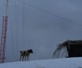 Καρδίτσα: Έδεσαν σκυλιά σε υψόμετρο 1.700 μ. για να αποτρέψουν όσους διαμαρτύρονται για ανεμογεννήτριες στα Άγραφα