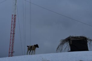 Καρδίτσα: Έδεσαν σκυλιά σε υψόμετρο 1.700 μ. για να αποτρέψουν όσους διαμαρτύρονται για ανεμογεννήτριες στα Άγραφα