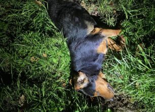 Ακροποταμιά Κιλκίς: Συνελήφθη κυνηγός που σκότωσε σκύλο με καραμπίνα (βίντεο)