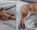 Μέγαρα: Βρήκαν αλεπού σκοτωμένη - χτυπημένη στο κεφάλι με κομμένη ουρά