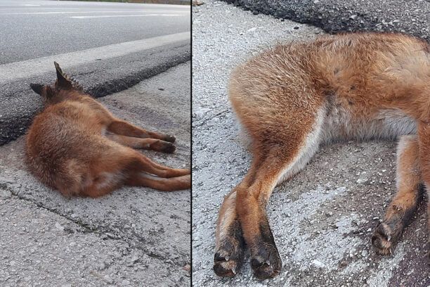 Μέγαρα: Βρήκαν αλεπού σκοτωμένη - χτυπημένη στο κεφάλι με κομμένη ουρά