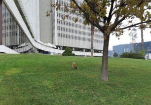 Τι επισημαίνει η ΑΝΙΜΑ για τις αλεπούδες που εντοπίζονται σε οικισμούς πόλεων