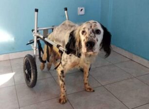 Χρειάζεται σπιτικό παράλυτος σκύλος που εγκαταλείφθηκε στην Αλεξανδρούπολη Έβρου (βίντεο)