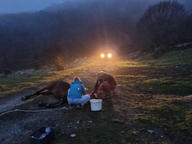 Σέρρες: Με ευθανασία λύτρωσαν άλογο που κειτόταν αβοήθητο με σπασμένο πόδι καθώς οι αρμόδιοι αδιαφόρησαν
