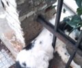 Αμαλιάδα Ηλείας: Έσωσαν σκύλο που σφήνωσε στα κάγκελα του νεκροταφείου της Φραγκαβίλας (βίντεο)