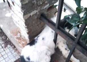 Αμαλιάδα Ηλείας: Έσωσαν σκύλο που σφήνωσε στα κάγκελα του νεκροταφείου της Φραγκαβίλας (βίντεο)