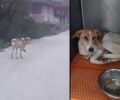 Μεταφέρθηκε σε κτηνιατρείο σκύλος που περιφερόταν με παραμορφωμένο πόδι στα Αμπέλια Άρτας